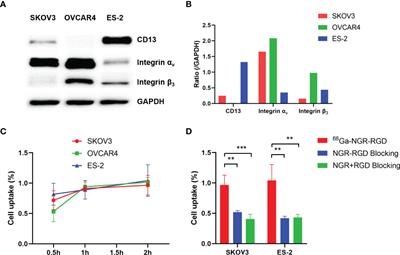 Evaluation of a CD13 and Integrin αvβ3 Dual-Receptor Targeted Tracer 68Ga-NGR-RGD for Ovarian Tumor Imaging: Comparison With 18F-FDG